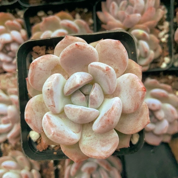 仙女多肉7方多肉  拍一发二