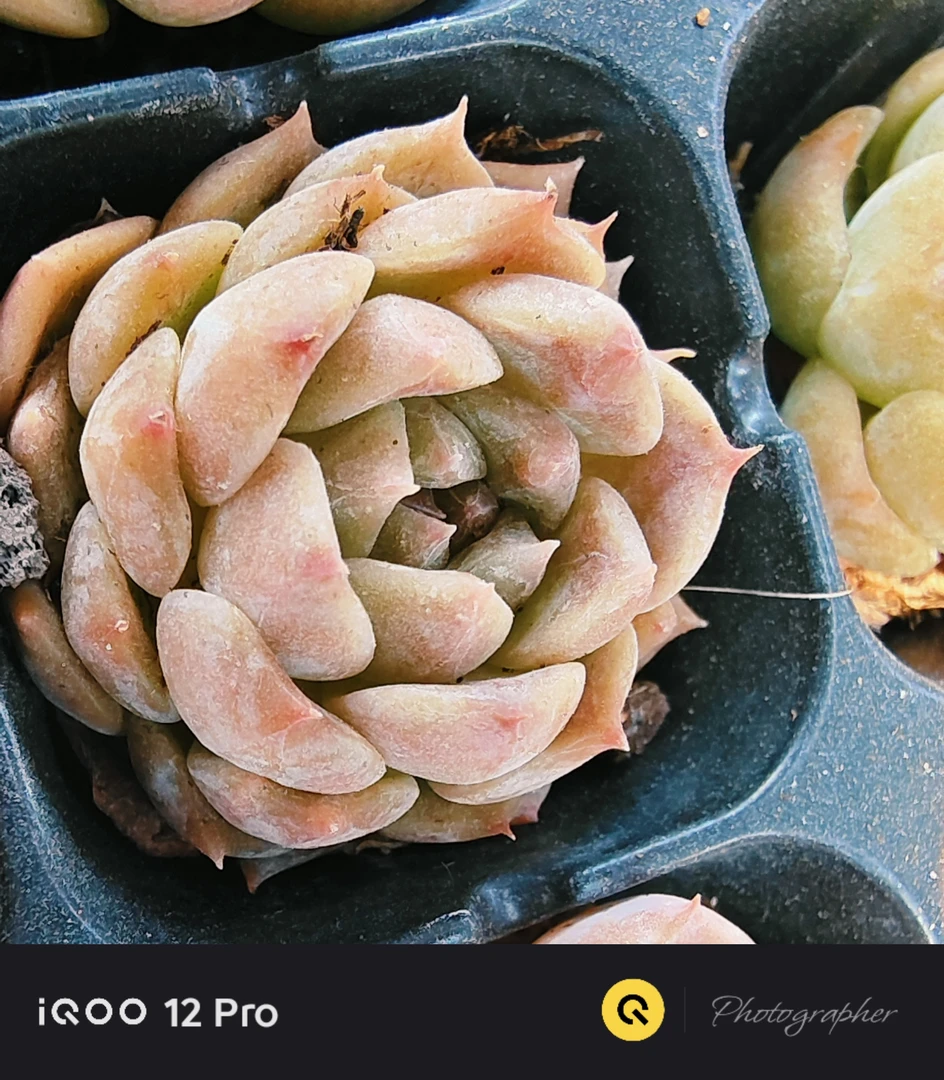 精品M白多肉拍一发三   （直播间展示为准）0