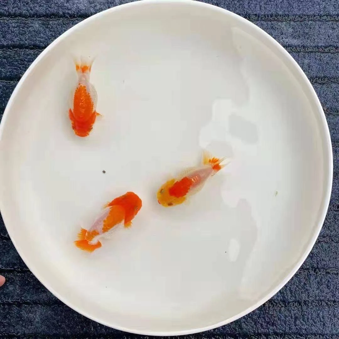 兰寿高端 养鱼饲养发货金鱼好养樱花虎皮兰寿专场