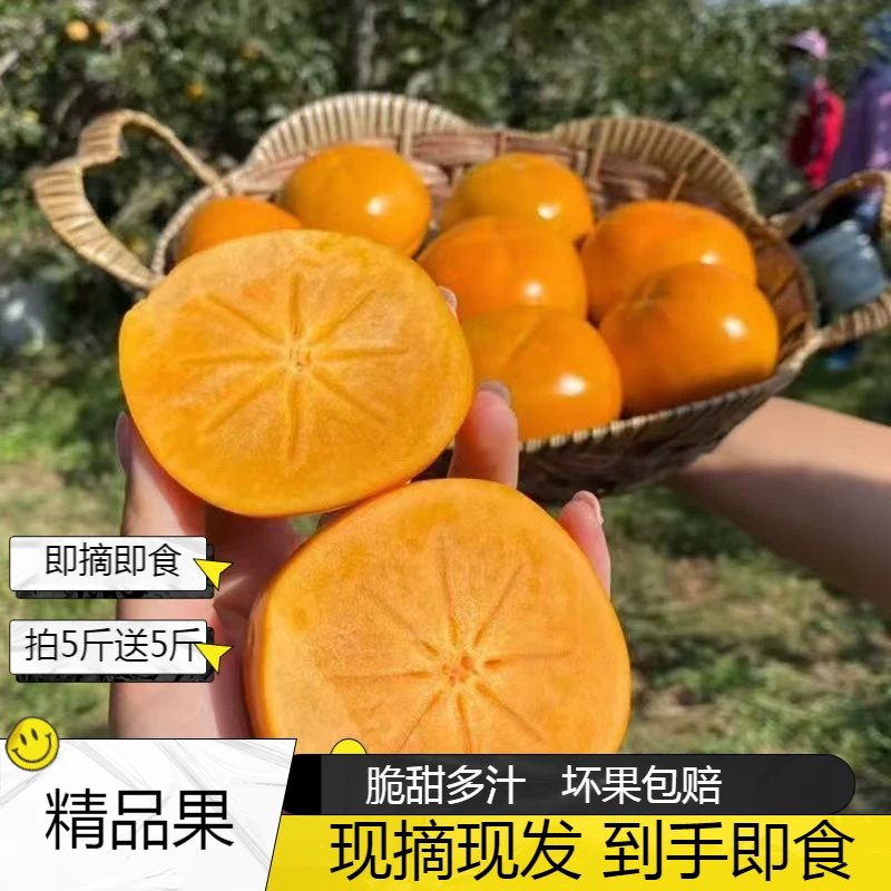 【坏果包赔】正宗山西运城阳丰脆柿脆甜爽口现摘现发巧克力脆柿子