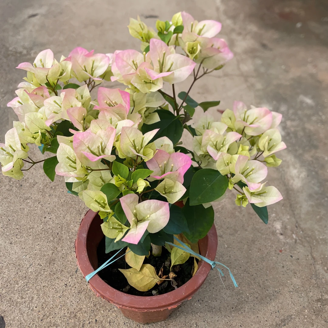 (直播  一物一拍）三角梅盆栽 基地带花发货（介意掉花掉叶慎拍）