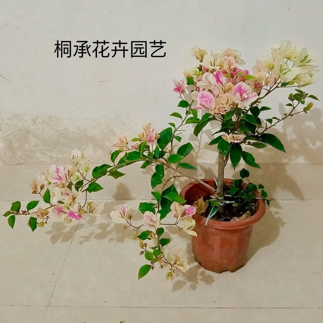 福建漳州三角梅一物一拍