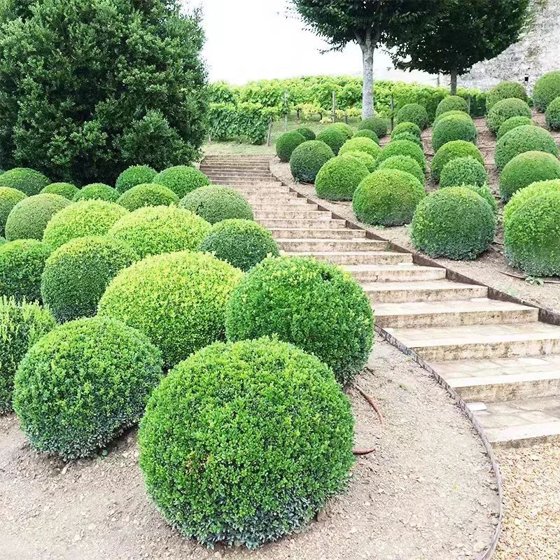 小叶瓜子黄杨球  黄杨苗，四季常青绿化苗