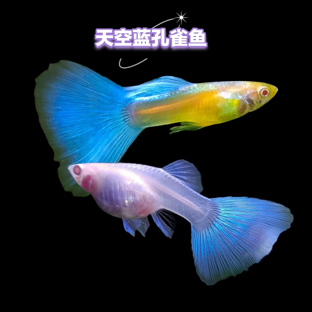 天空蓝蓝白孔雀鱼 以直播间为准！（无开箱视频不报损）