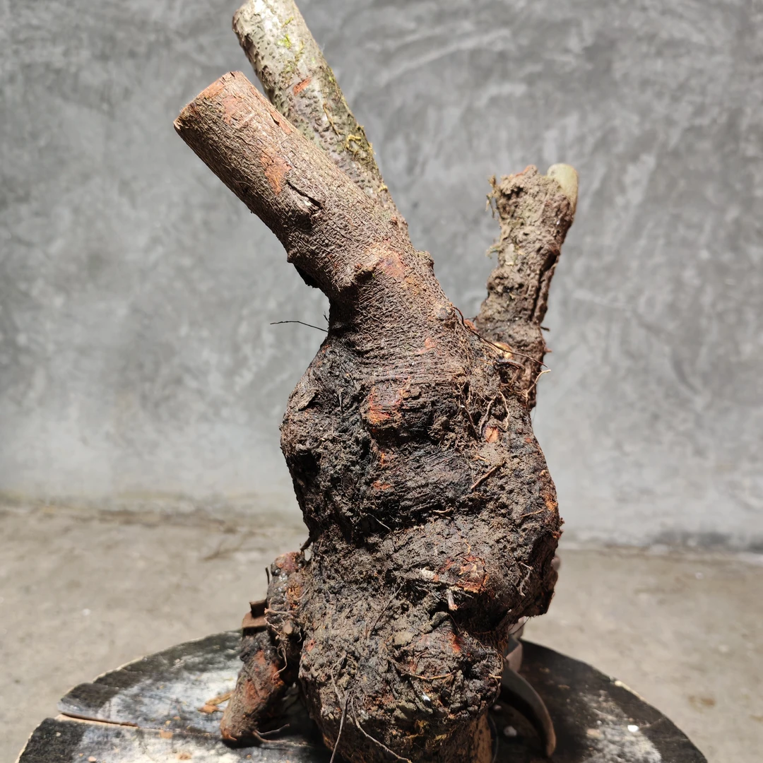 金弹子南天竹九里香火棘等各类品种素材微型造型品种高度种植花卉