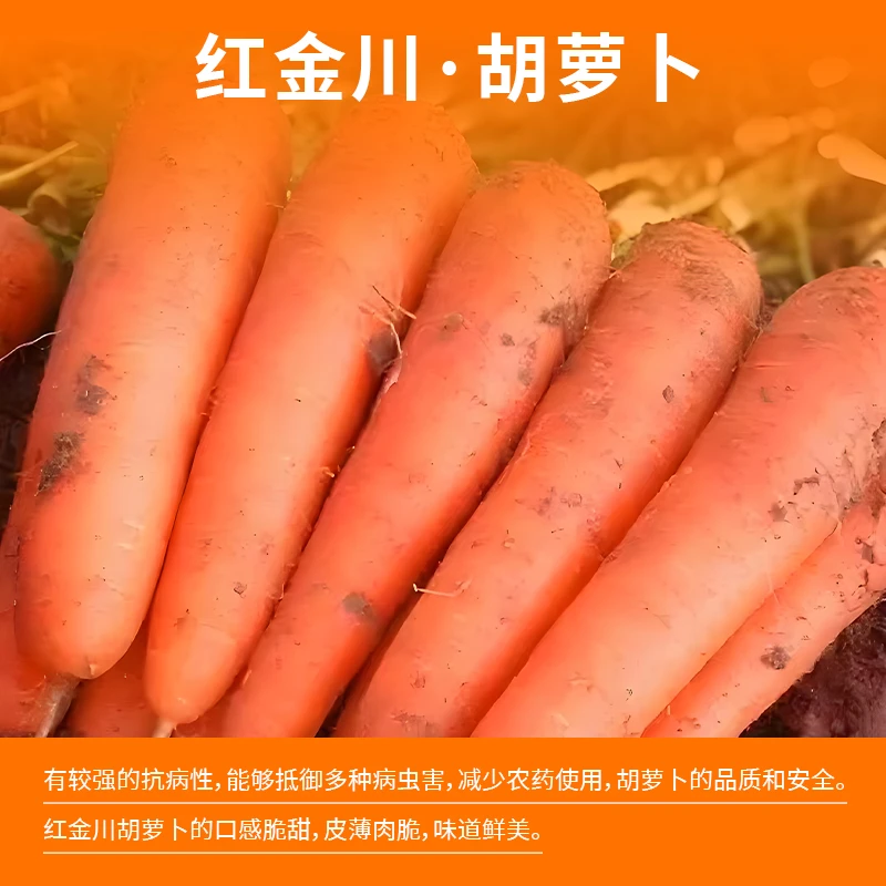 开封新鲜蔬菜无残农农家自种带泥胡萝卜蔬菜新鲜5斤营养美味萝卜