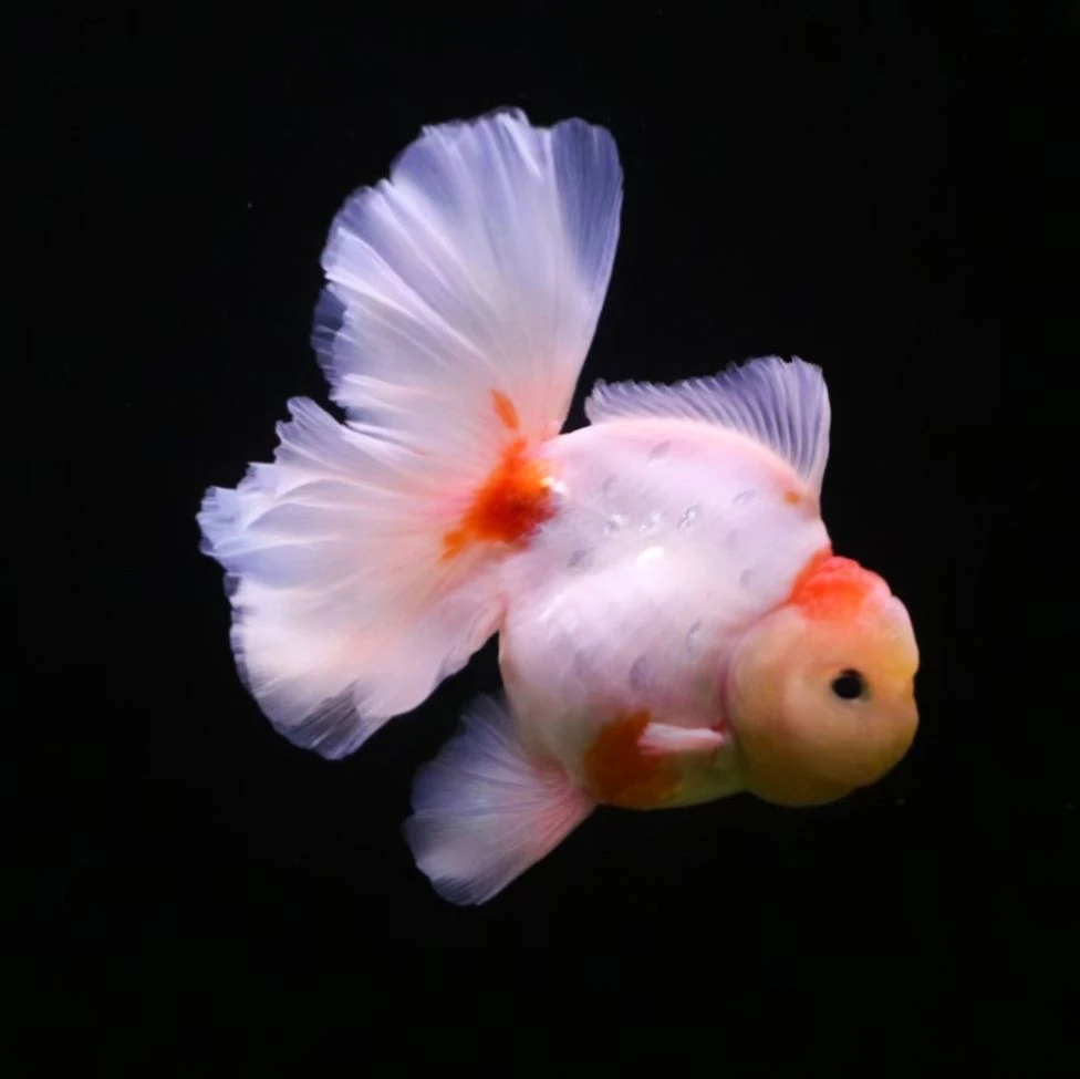 泰狮鱼苗金鱼，直播专用，兰寿鱼苗金鱼宠物鱼