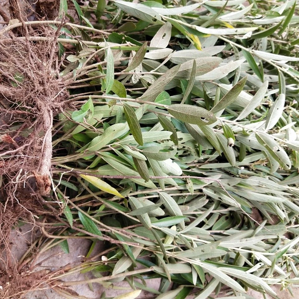 野生新鲜山芝麻现采中药材油麻秤砣根山油麻假芝麻全草洗澡泡澡