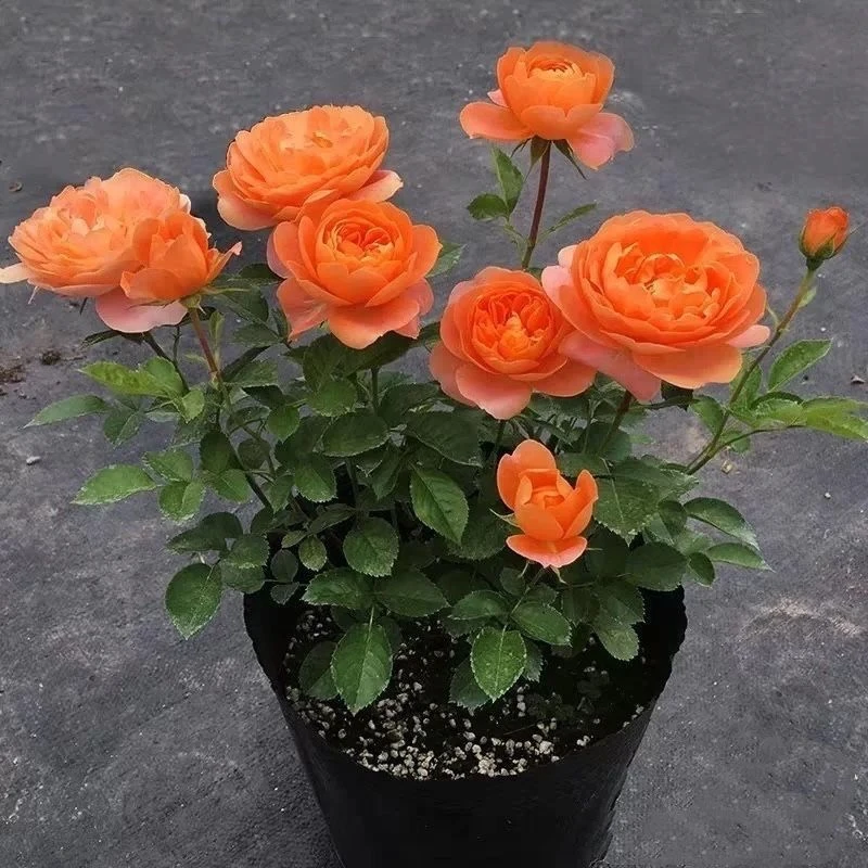 月季花苗果汁阳台带花苞玫瑰花浓香四季耐寒植物庭院好养盆栽易活