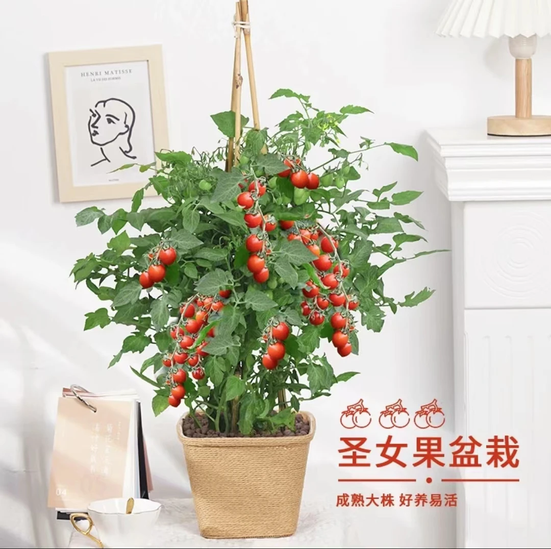 【圣女果】小番茄圣女果盆栽