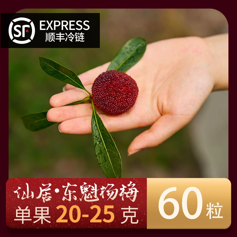 【60粒中果20-25g】仙居东魁杨梅产地新鲜采摘多汁水果顺丰冷链配送