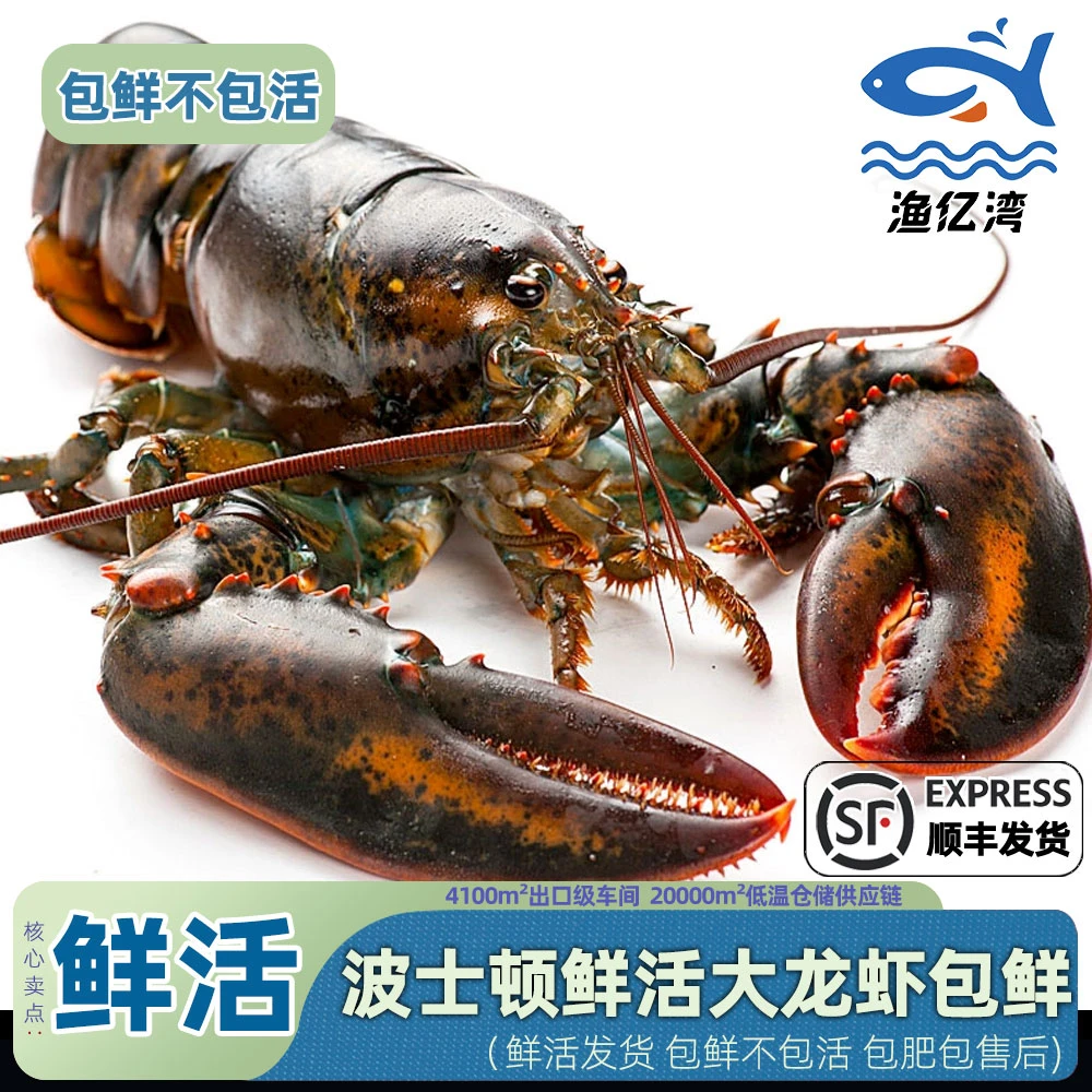 【鲜活发货】新鲜波龙波士顿龙虾深海野生加拿大龙虾波龙包鲜不包活