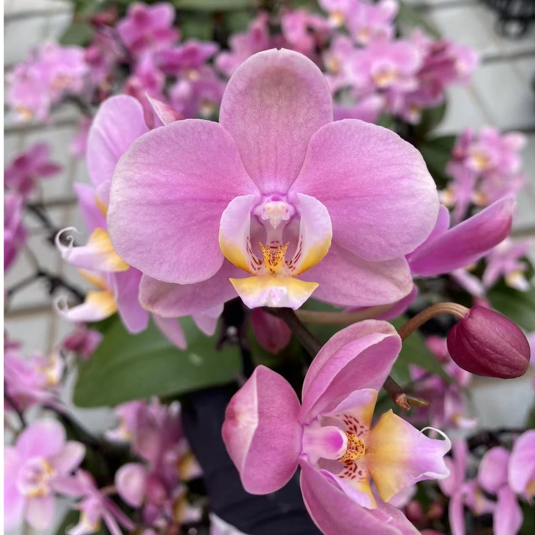 万物可爱 | 樱花泡芙蝴蝶兰云南基地直发顺丰发货