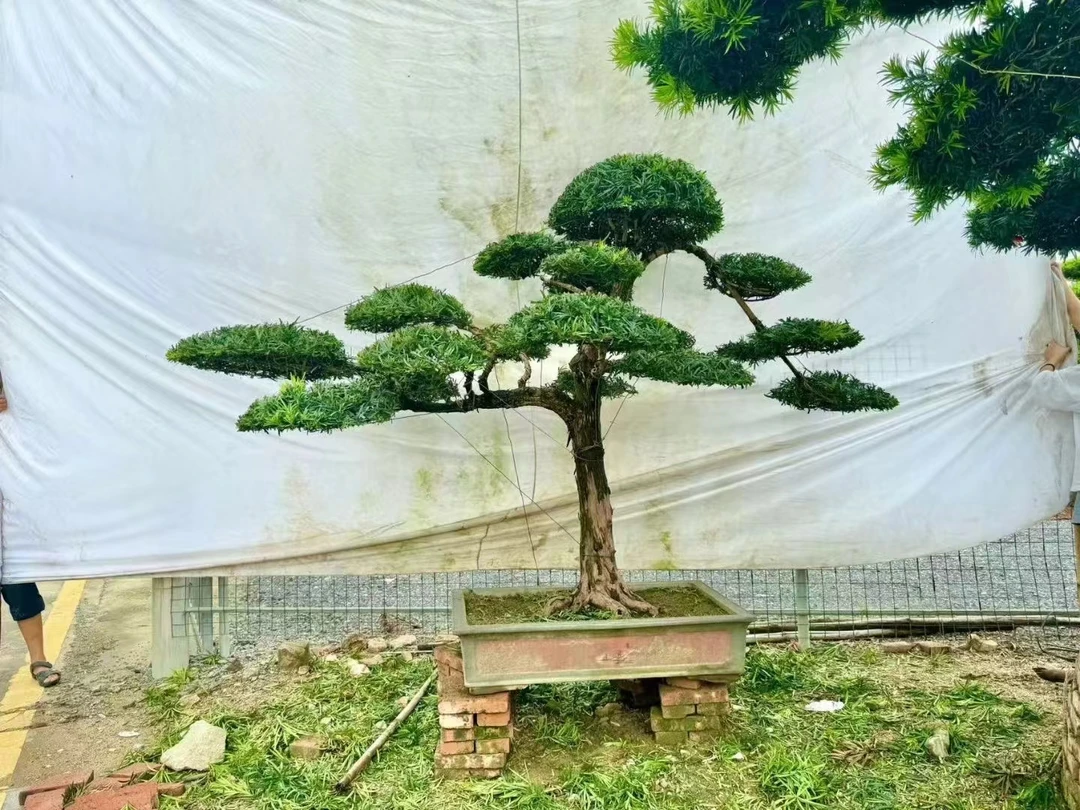 罗汉松找盆景地景 规格品种齐全 造型美观 一物一拍