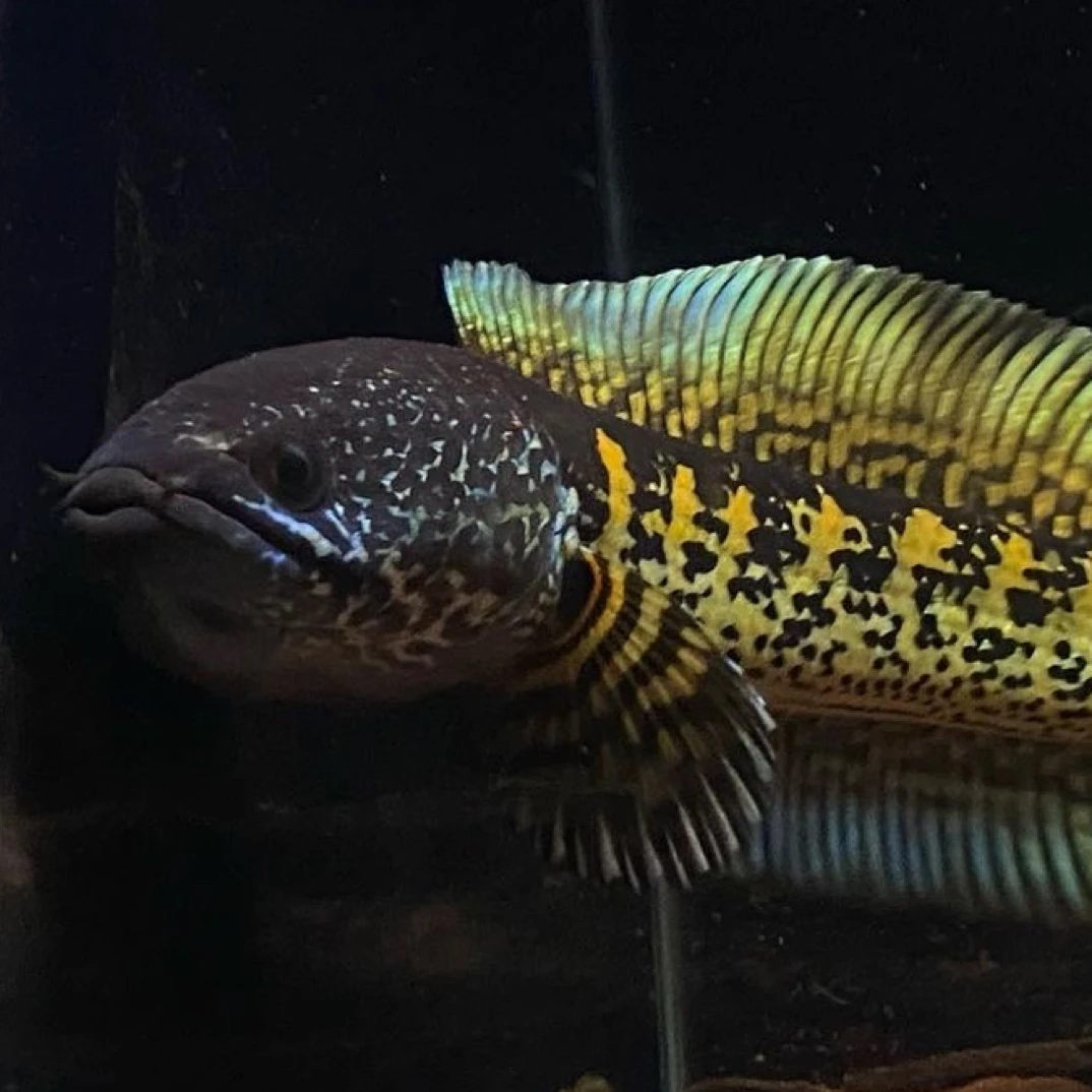 印度野生眼镜蛇雷龙