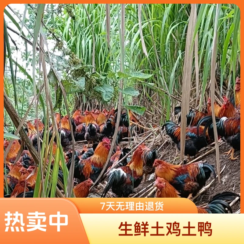 牧草喂养土鸡土鸭