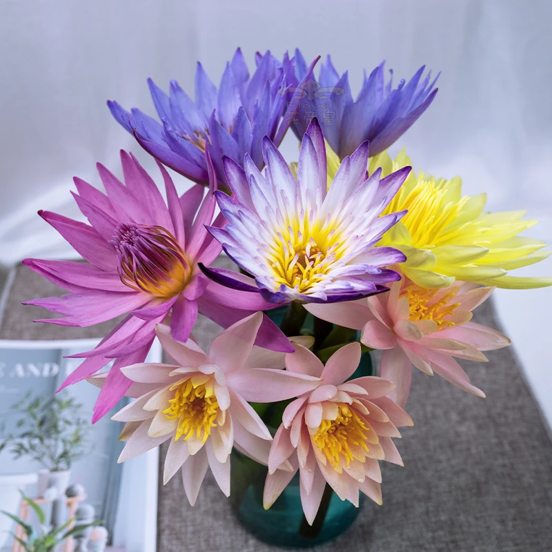 混色睡莲鲜花带花苞发货广州基地直发【直播福利】水培植物鲜切花