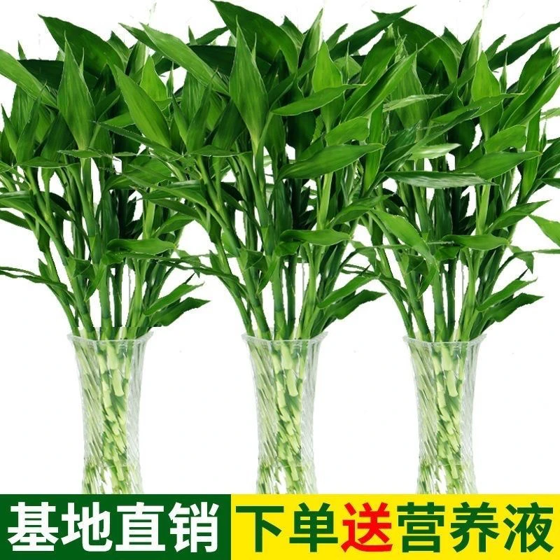 富贵竹水培植物中竹办公室居家水养客厅花卉绿植花水养节节高.