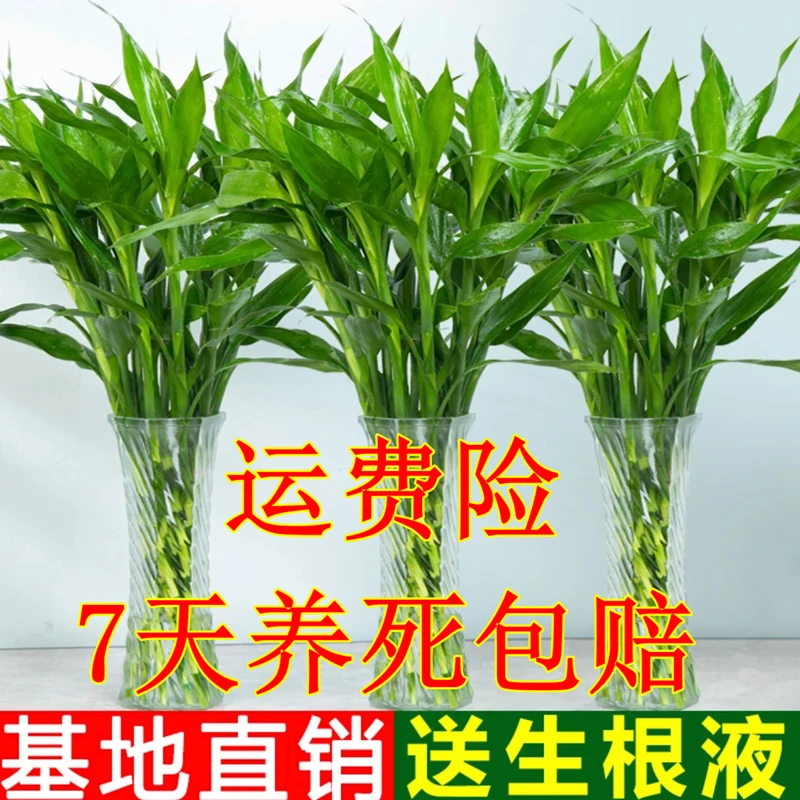 雀森富贵竹水培植物办公室居家造型客厅花卉绿植花造型节节高