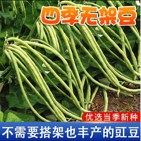 无架豆种子不搭架长豇豆种籽地豆蔬菜种孑阳台春秋季四季播种豆角