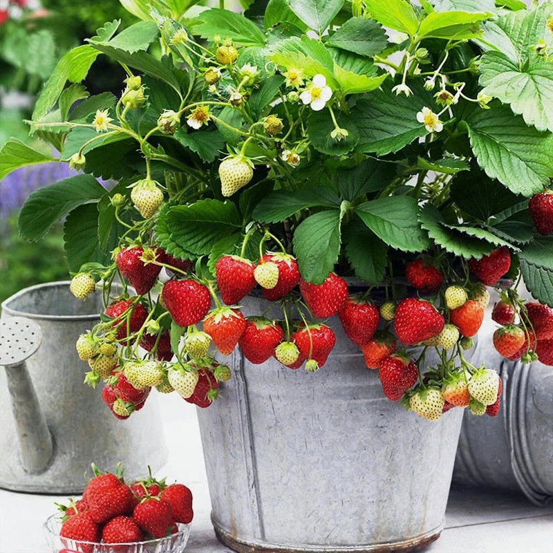 奶油草莓种籽子四季白草莓种子水果蔬菜种孑红颜章姬盆栽阳台植物