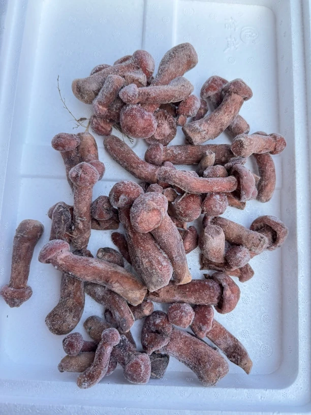 本溪特产 速冻野生红蘑丁2斤 顺丰包邮