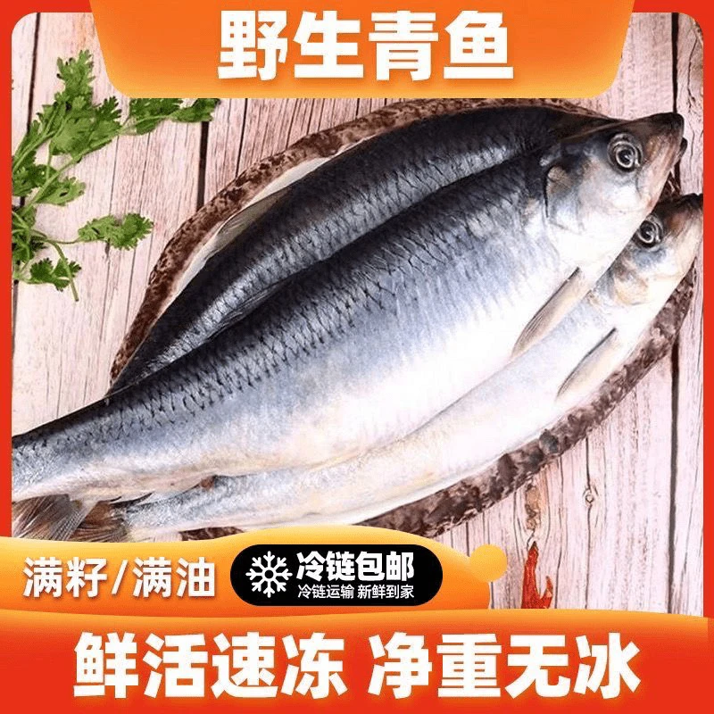 大连满籽满油东北青鱼沙丁鱼5斤鲭鱼鲱鱼冷冻发货新鲜海鲜水产品