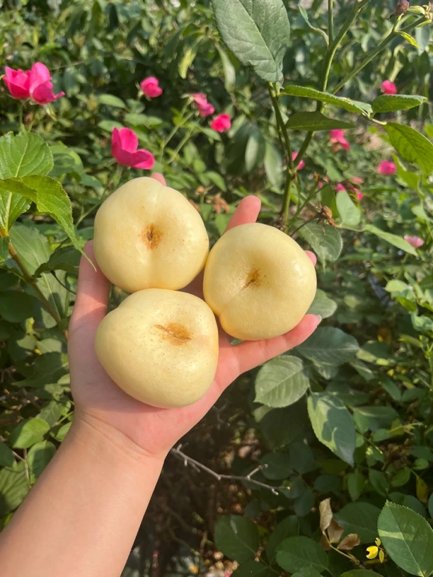 【夏日限定奶油蟠桃】蒙阴产地奶油白蟠桃推荐放软食用口感更佳