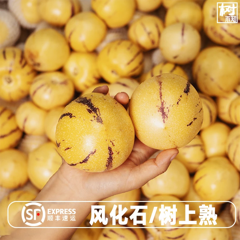 【顺丰包邮】云南石林人参果风化石树上熟黄肉圆果3/5/9斤清甜多汁
