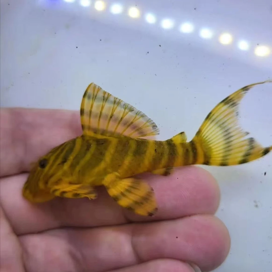 南美热带观赏鱼阿莲异型异形L398申古皇冠老虎F1条纹