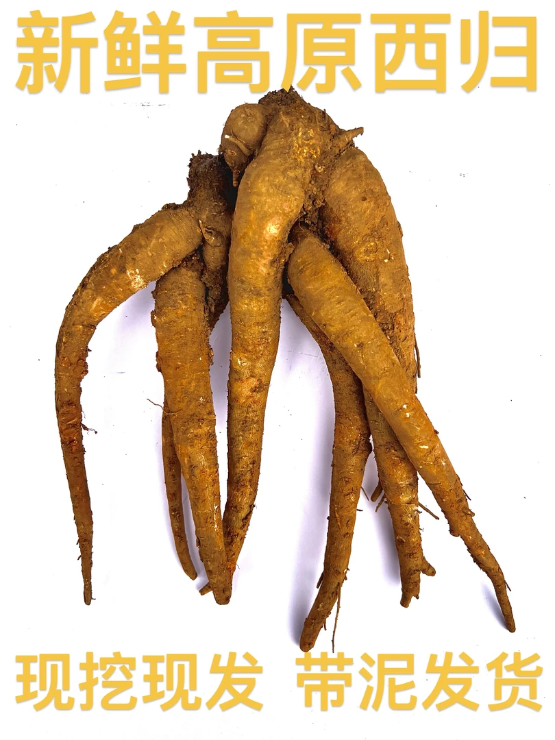 云南新鲜甜当归/西归/散装/批发包邮新鲜现挖煲汤食材