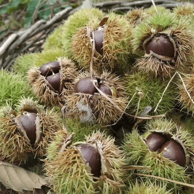 云南新鲜现摘老树板栗