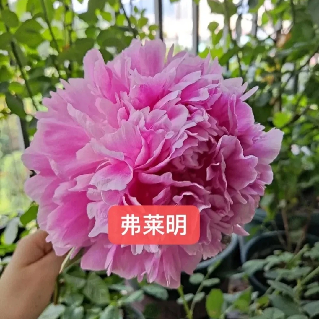 进口芍药种苗 弗莱明3-5芽【裸根发货，包对版】