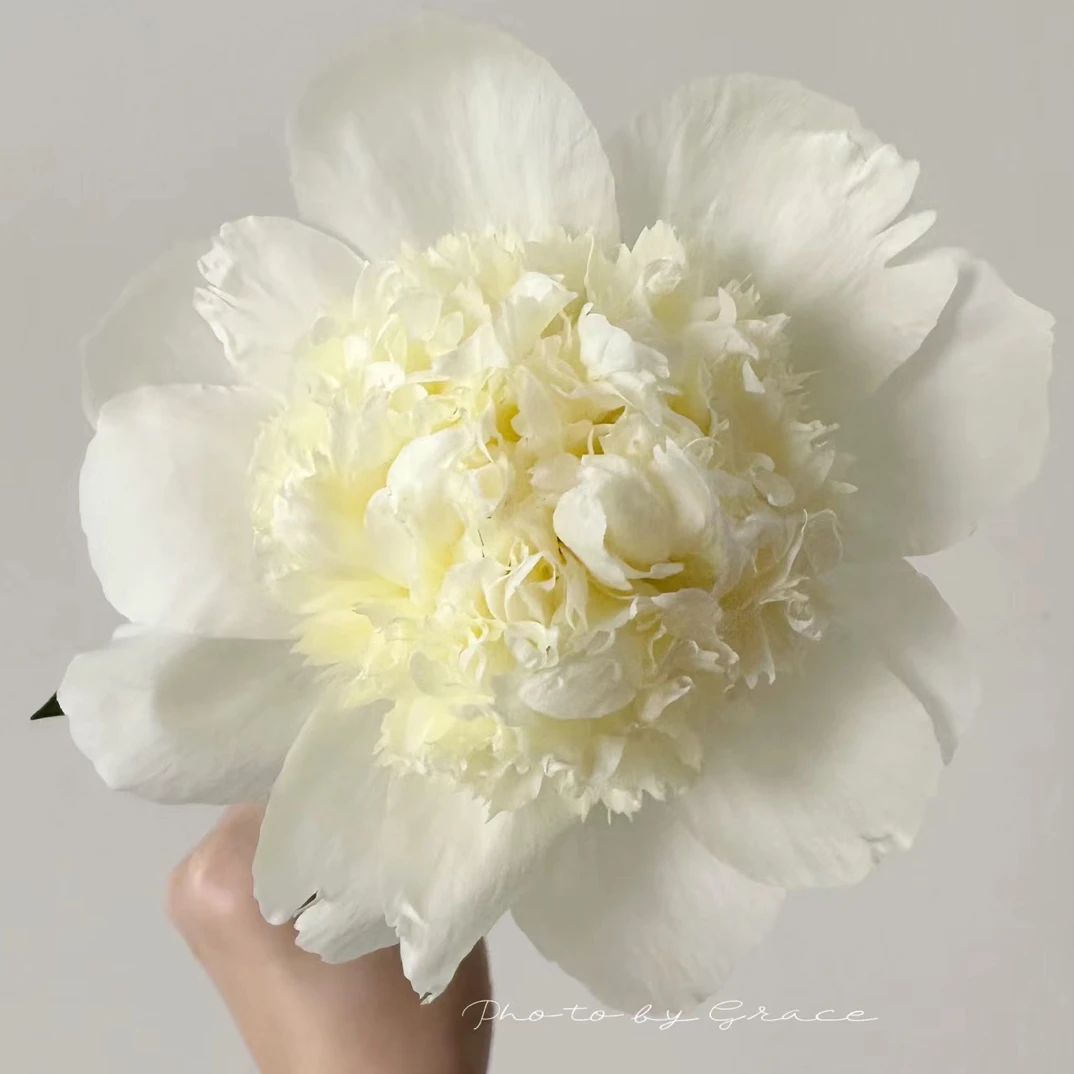 芍药品种（兰开斯特）重瓣芍药花苗