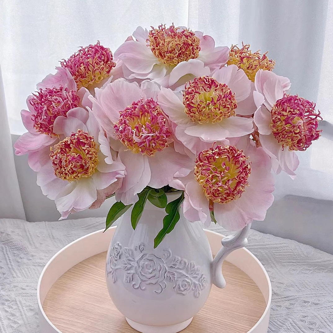 芍药品种（窃窃私语）梦幻中的芍药