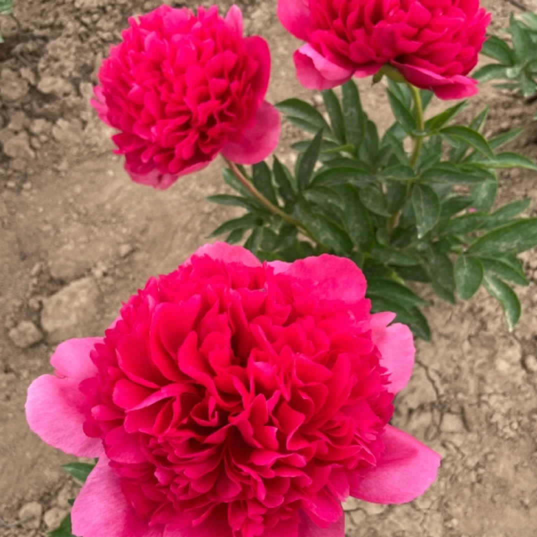 芍药品种（御前表演）重瓣大花芍药