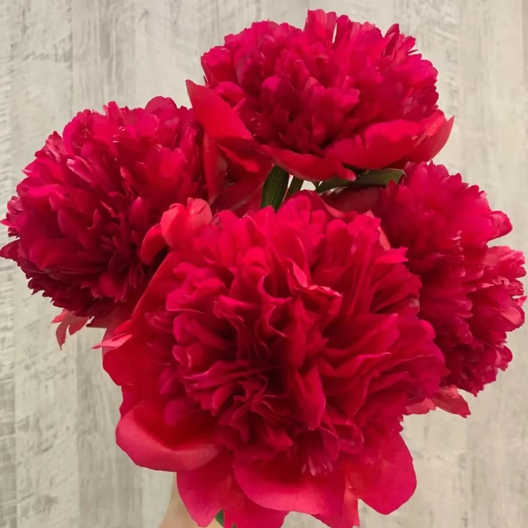 芍药品种（戴安娜公园）香味大红色芍药