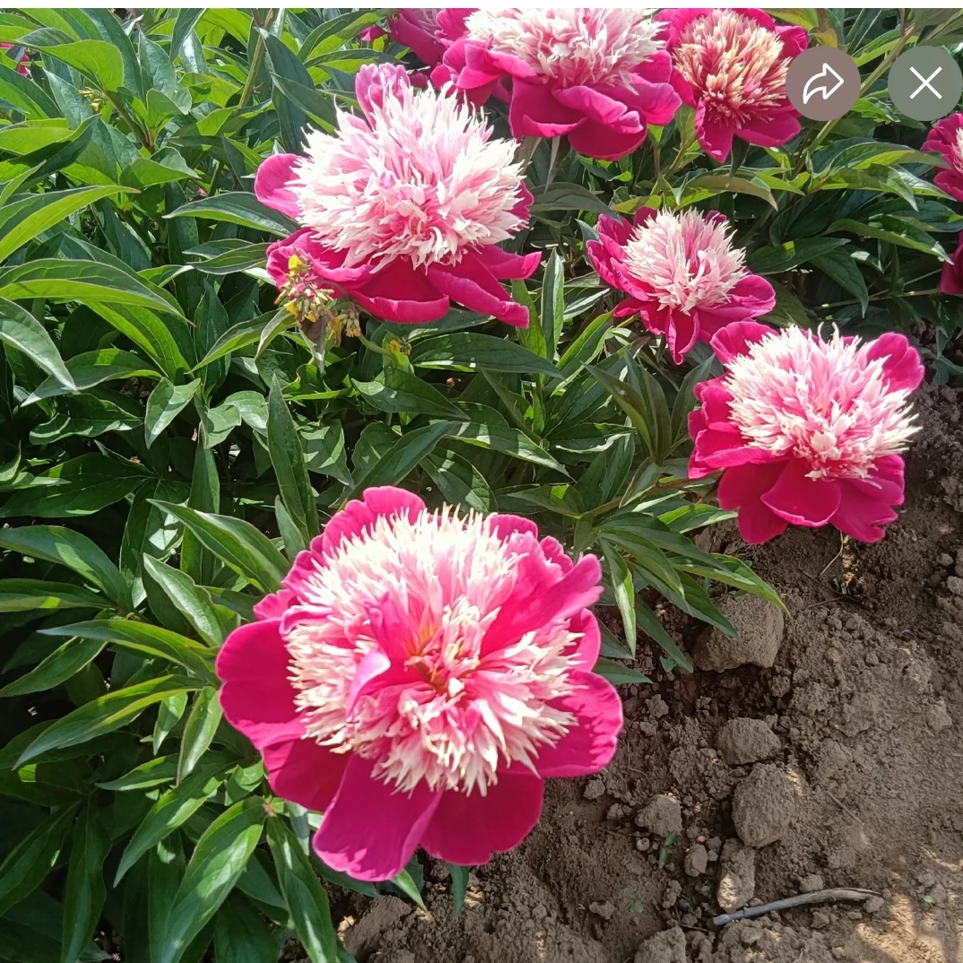 芍药品种（红盘托彩）先发预售卡秋季发苗