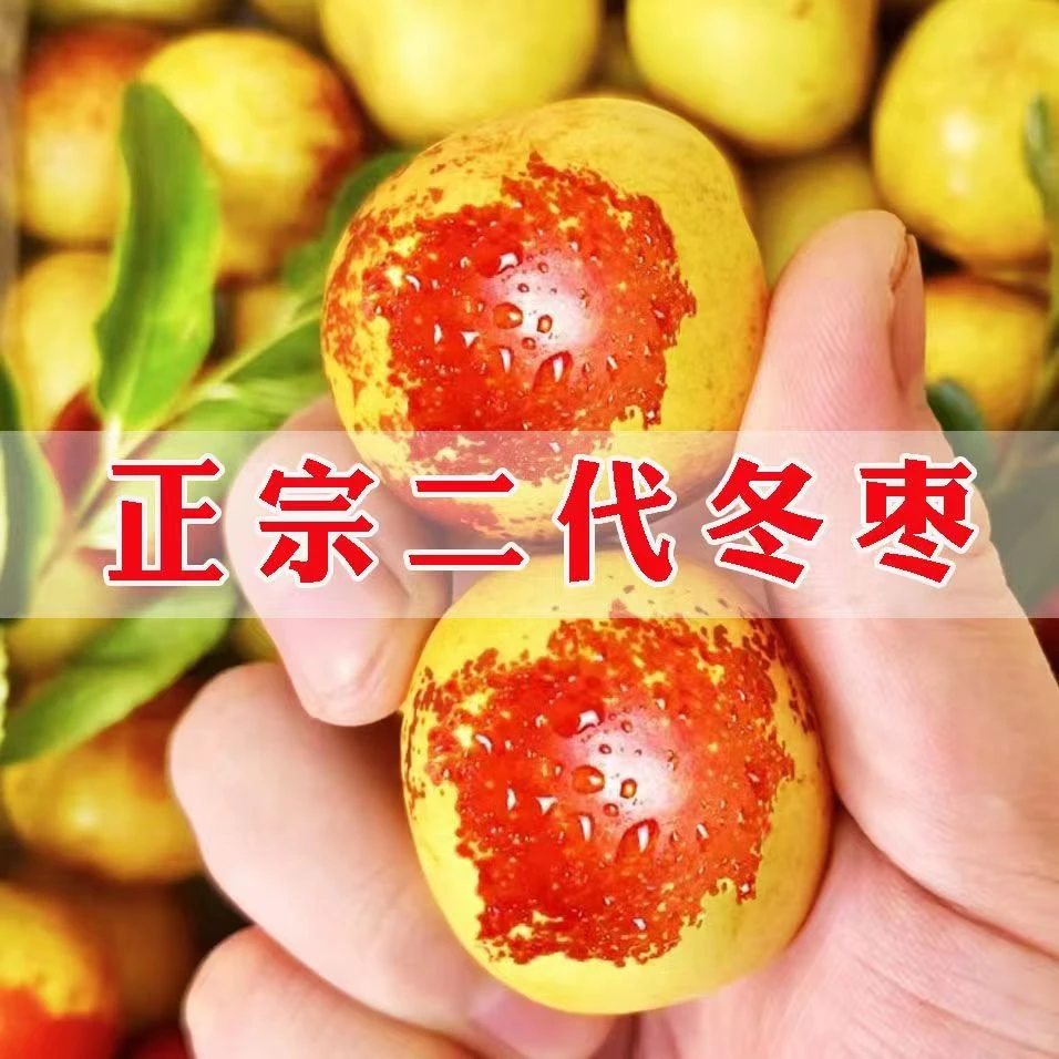 【顺丰/京东】正宗沾化短枝二代冬枣新鲜脆甜水果枣送礼精品礼盒