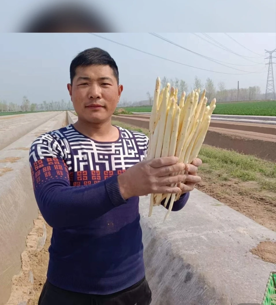 现挖现卖精品三斤装，白芦笋