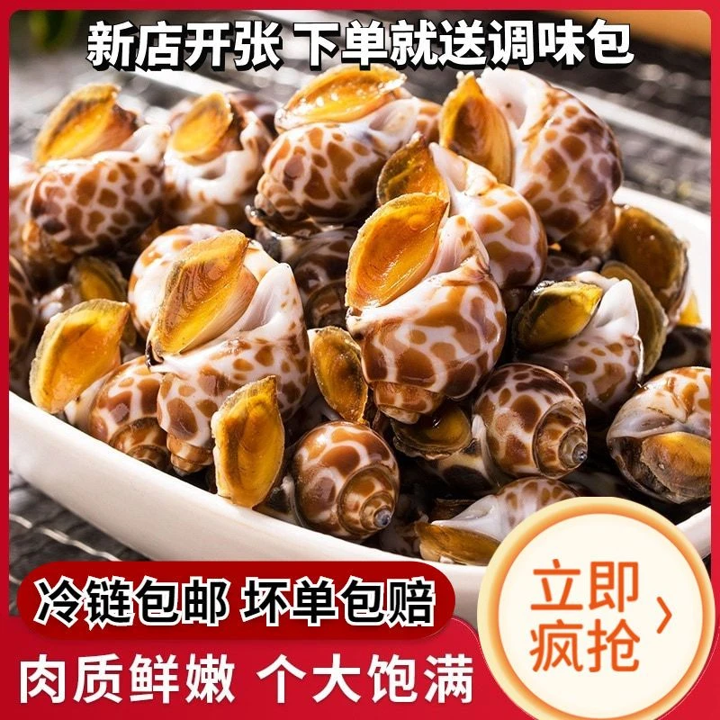鲜活速冻大号花螺 一斤约30/40只  连云港发货