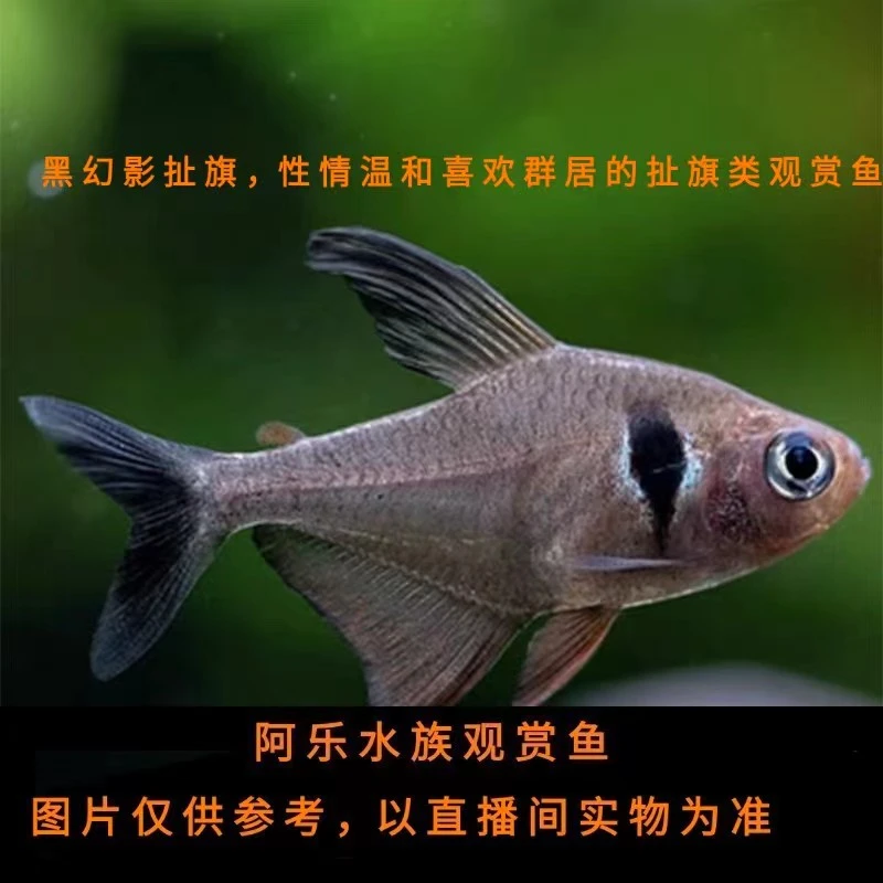 阿乐水族  黑幻影扯旗  小型热带观赏鱼
