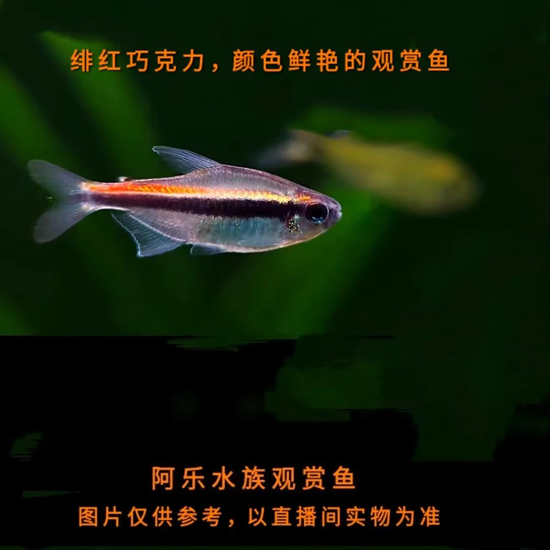 阿乐水族  绯红巧克力  小型热带观赏鱼