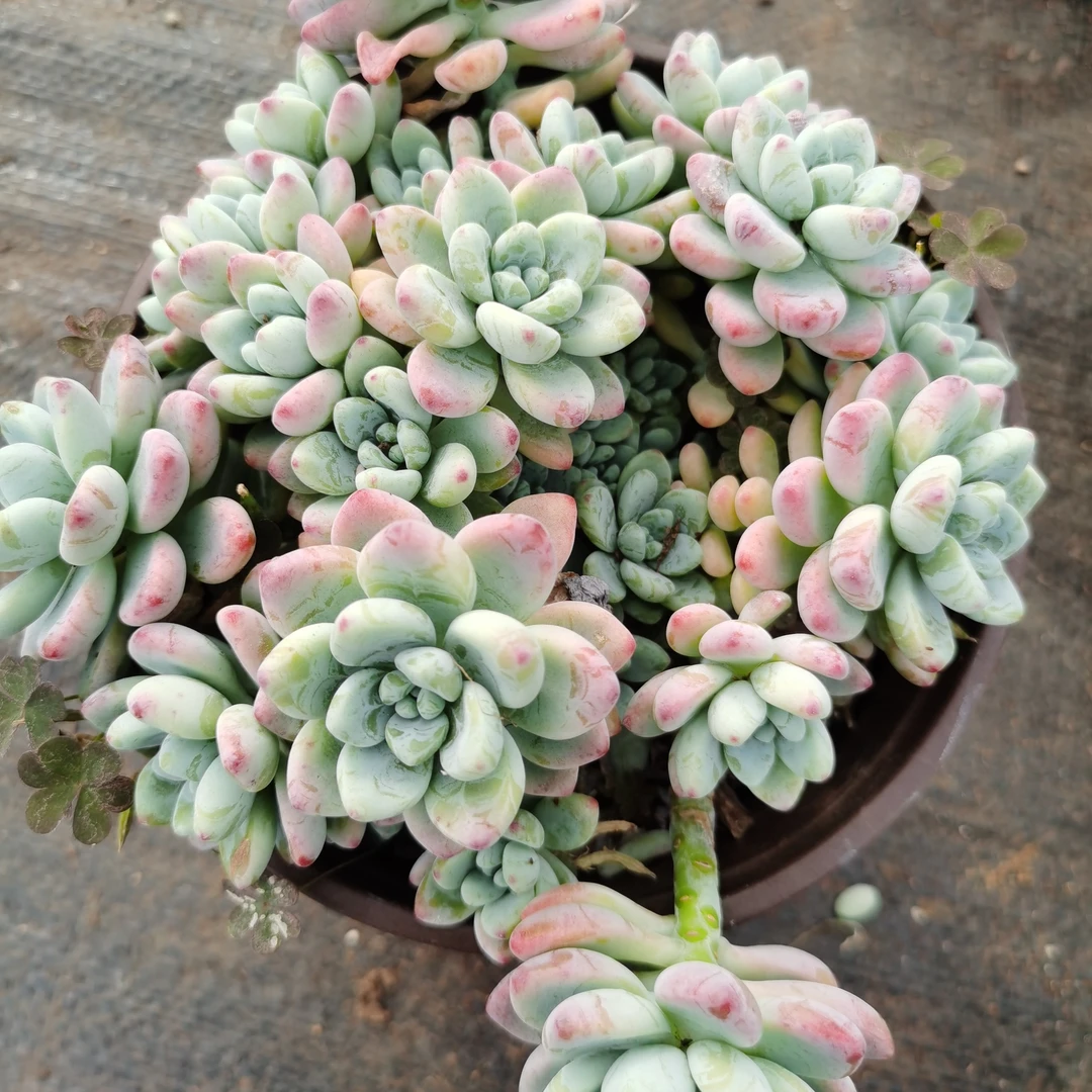 多肉植物，劳尔，16厘米起发货