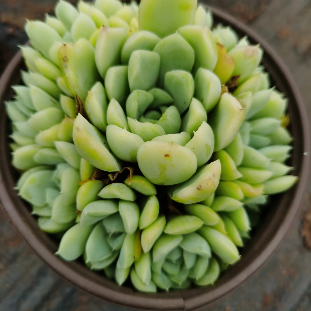 白月影多头群6头起发货