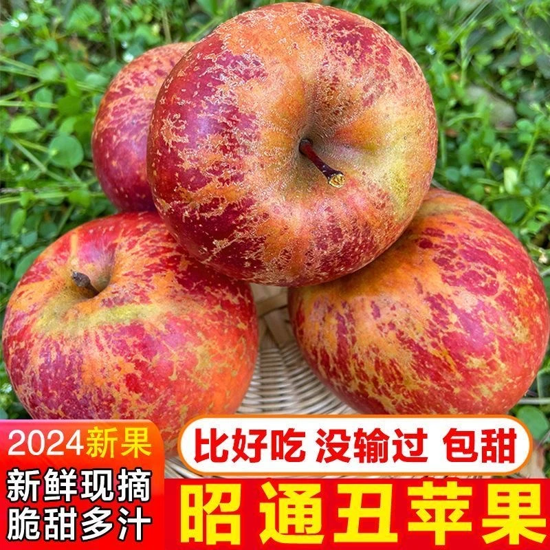 2024年正宗云南昭通高原冰糖心丑苹果脆甜红富士农家果园现摘现发