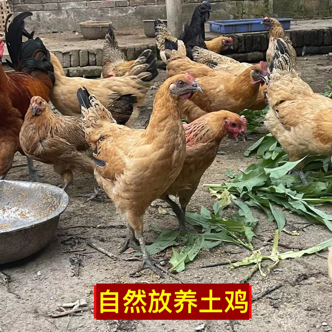 【正宗土鸡老母鸡】新鲜现杀 农家散养整只走地鸡月子鸡整鸡肉3-4斤