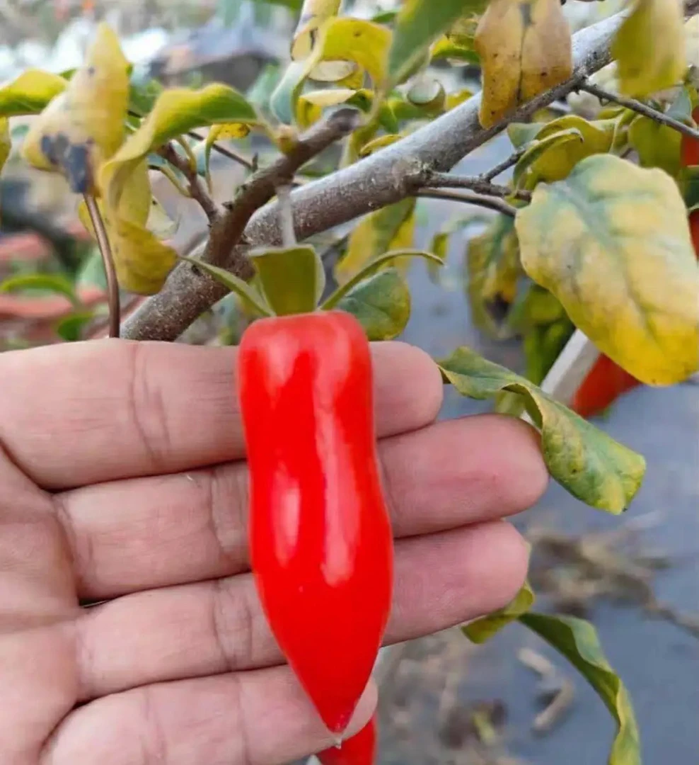 老鸦柿盆景一物一拍