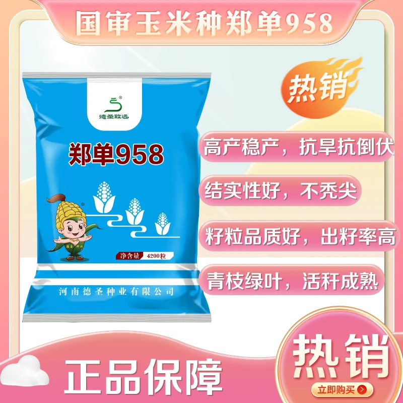 【郑单958】国审高产品种玉米种 出籽率高产量  头茬精播种子