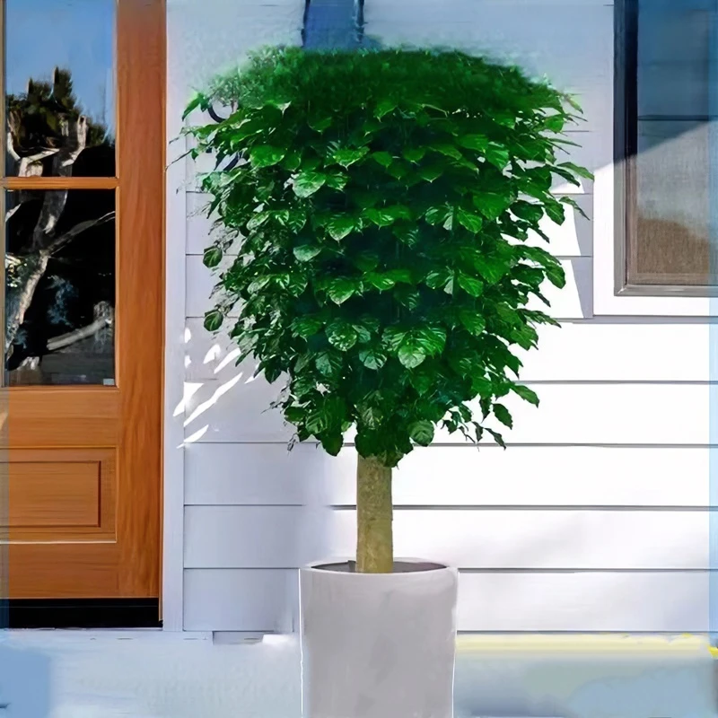 幸福树绿宝大型盆栽室内客厅大型绿植盆景驱蚊植物开业乔迁花卉好